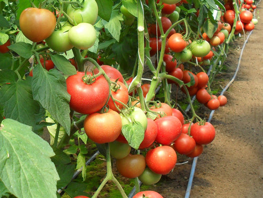 Seme Magnus F1 - Ostalo | SM AgroShop