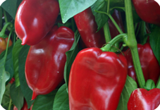 Profesionalno seme Seme paprike Mišina F1 - Katalog semena povrća SM AgroShop - Brza dostava