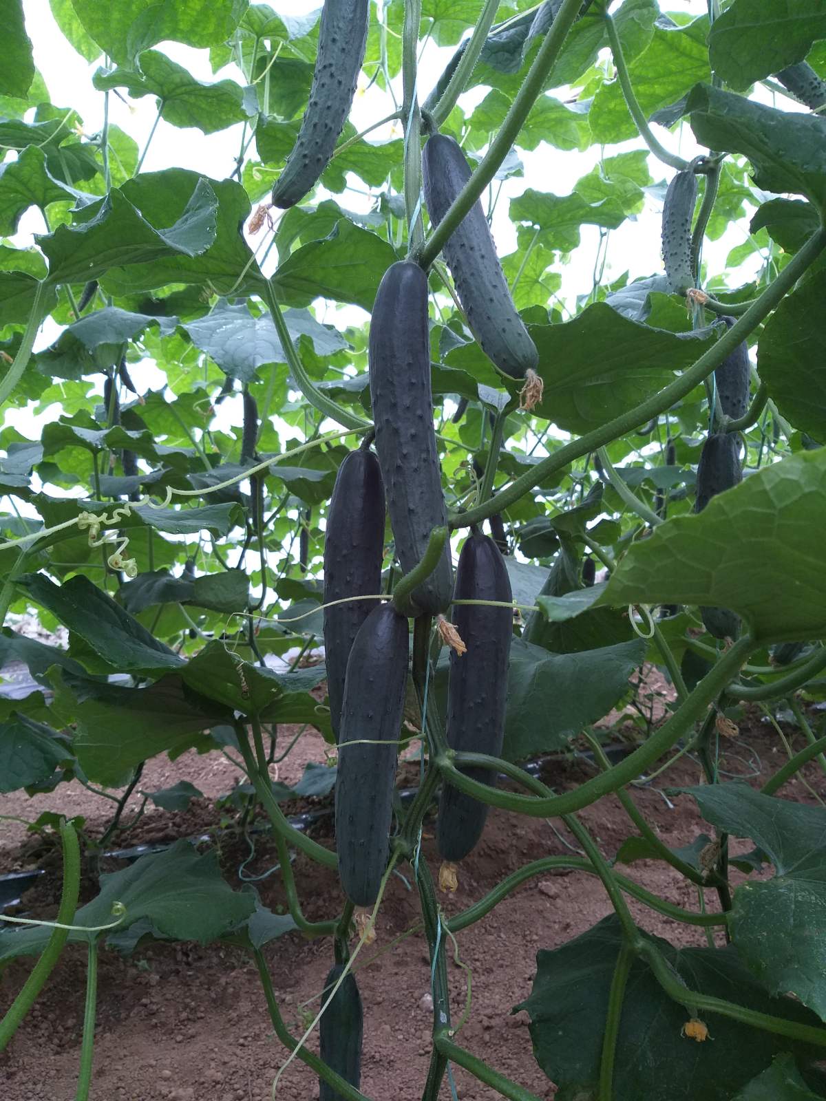 Seme Mirage F1 - Ostalo | SM AgroShop