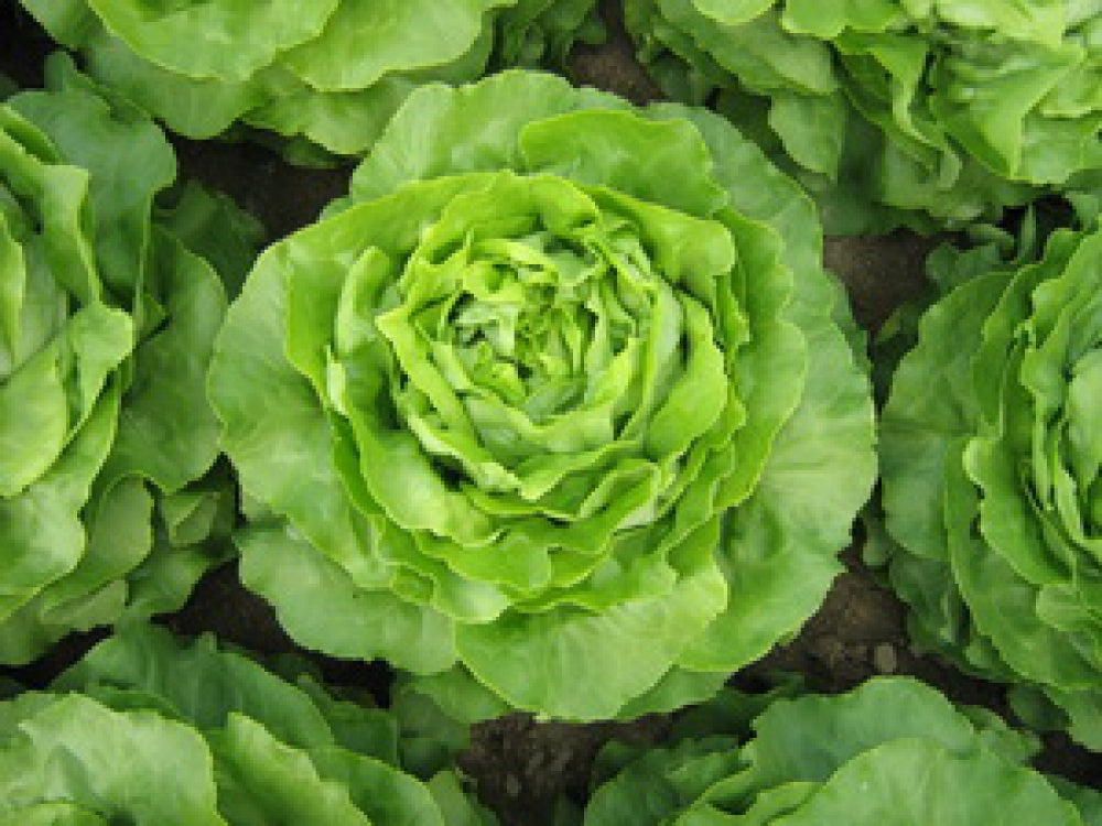 Profesionalno seme Seme salate Santoro RZ (proleće, jesen) - Katalog semena povrća SM AgroShop