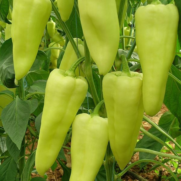 Seme Elmas F1 - Ostalo | SM AgroShop