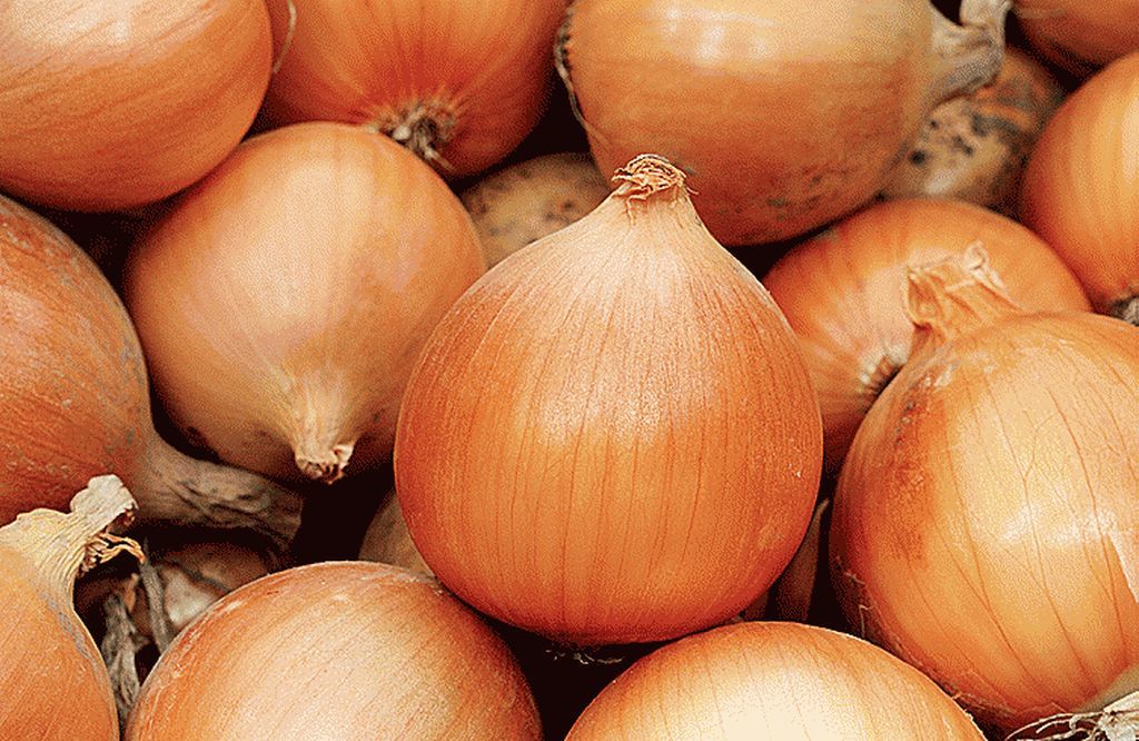 Seme Bursa F1 - Ostalo | SM AgroShop