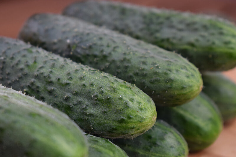 Seme Barytone F1 - Ostalo | SM AgroShop