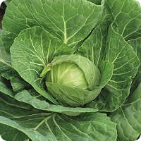 Profesionalno seme Seme kupusa Kevin F1 - Katalog semena povrća SM AgroShop