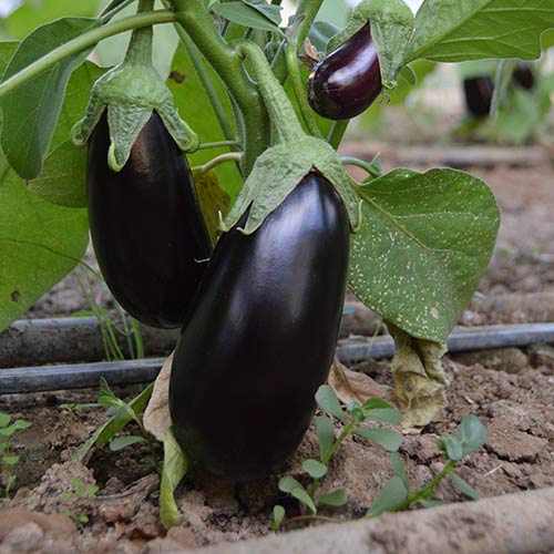 Seme Vernal F1 - Ostalo | SM AgroShop