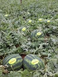 Seme Sahmaran F1 - Ostalo | SM AgroShop