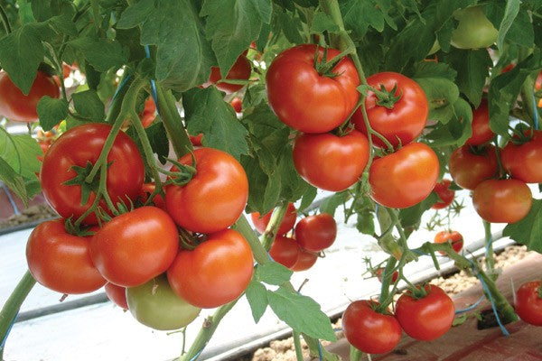 Seme Amaneta F1 EZ - Ostalo | SM AgroShop