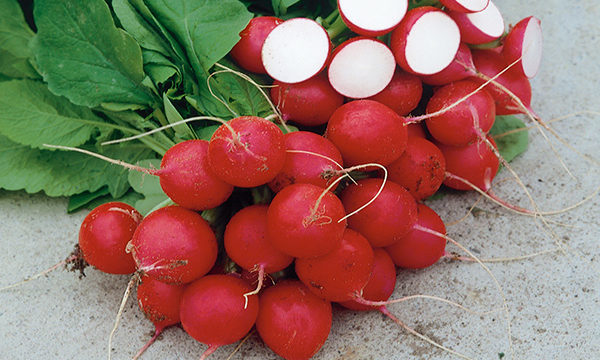 Seme Kaspar F1 - Ostalo | SM AgroShop