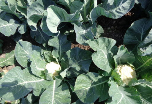 Seme Celeritas F1 - Ostalo | SM AgroShop