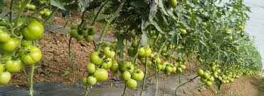 Seme Bellfort F1 - Ostalo | SM AgroShop