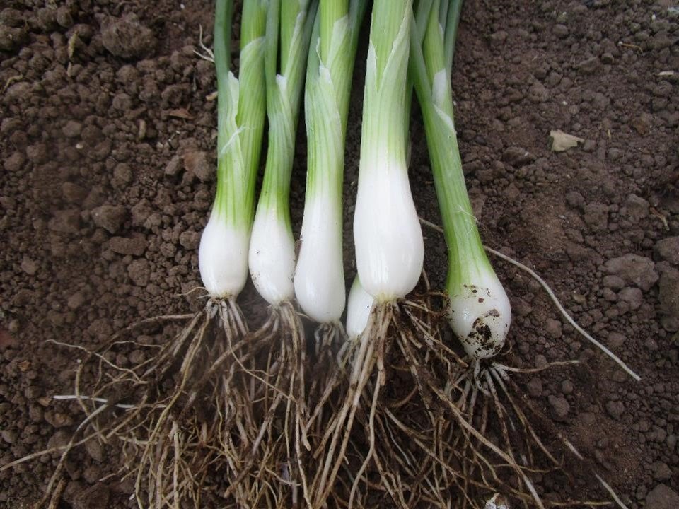 Seme Kimi F1 - Ostalo | SM AgroShop