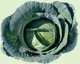 Profesionalno seme Seme kupusa Sweety F1 - Katalog semena povrća SM AgroShop