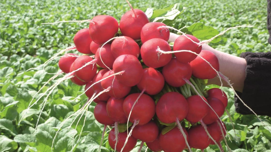 Profesionalno seme Seme rotkvice Rosetta F1 - Katalog semena povrća SM AgroShop - Brza dostava