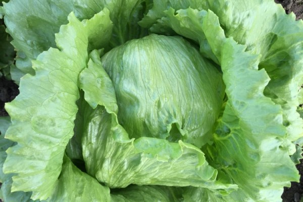 Seme Lectrice (proleće, jesen) - Ostalo | SM AgroShop