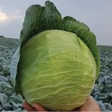 Seme Discos F1 - Ostalo | SM AgroShop