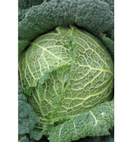 Seme Rigoleto F1 - Ostalo | SM AgroShop