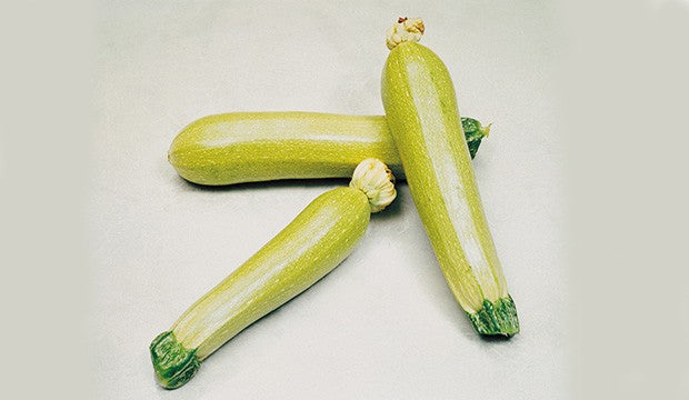 Seme Otto F1 - Ostalo | SM AgroShop