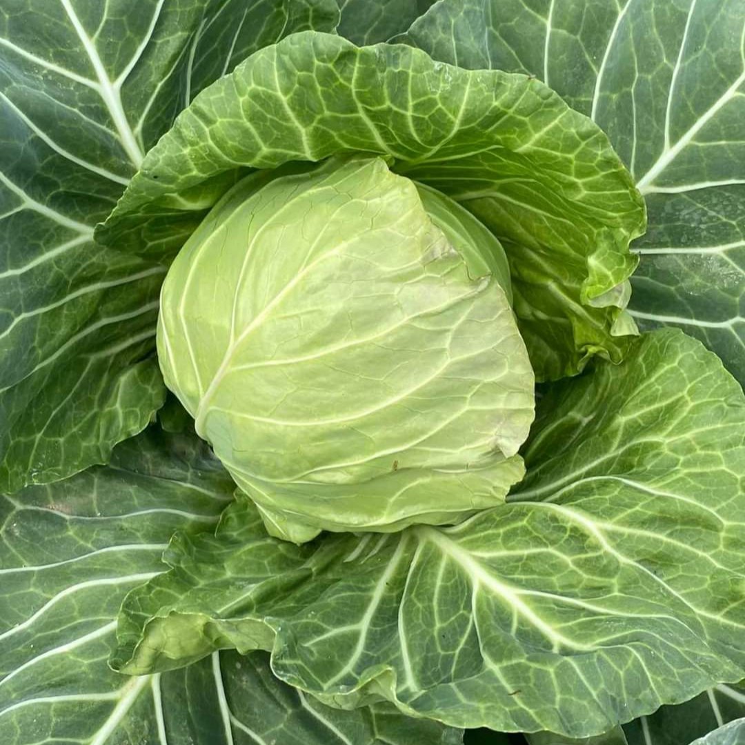 Seme Weber F1 - Ostalo | SM AgroShop