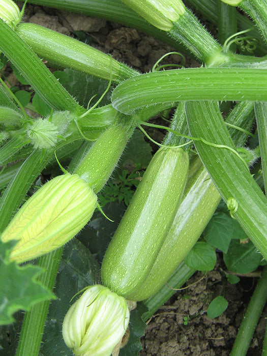 Profesionalno seme Seme tikvice Eskenderany F1 - Katalog semena povrća SM AgroShop