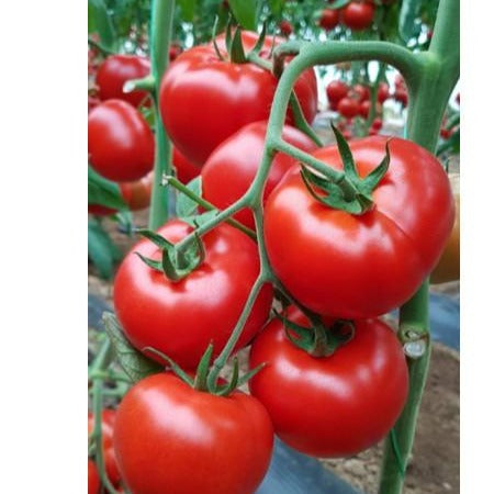 Seme Motril F1 - Ostalo | SM AgroShop