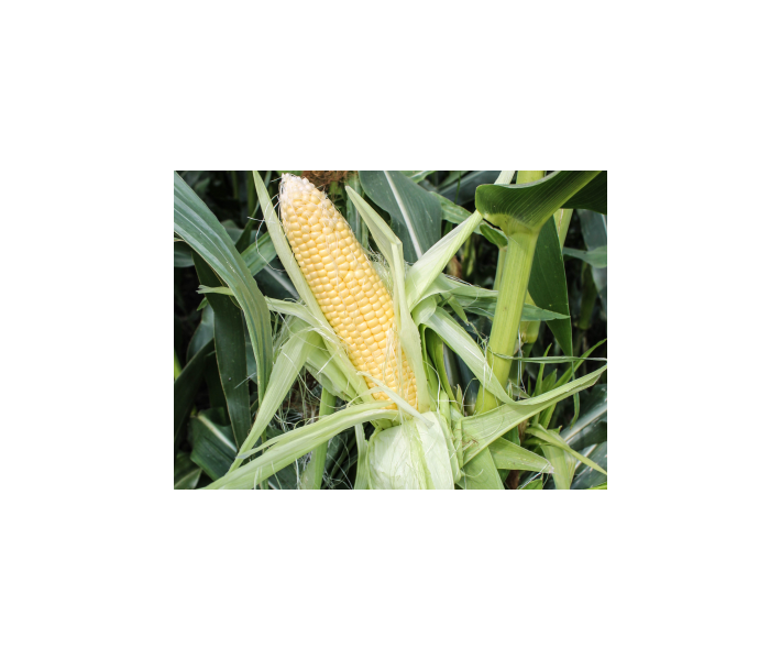 Seme ZHY1797ID 100.000 s - Ostalo | SM AgroShop