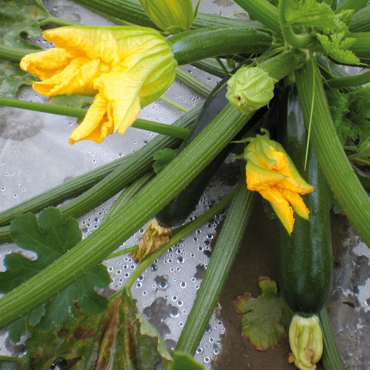 Profesionalno seme Seme tikvice Black Star F1 - Katalog semena povrća SM AgroShop - Brza dostava