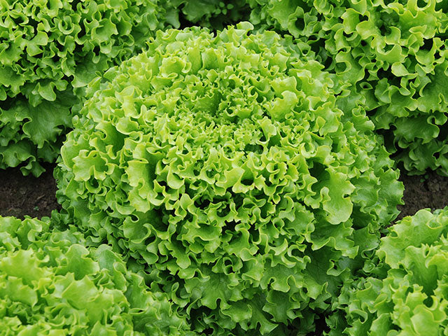 Profesionalno seme Seme salate Vanity ( proleće, leto, jesen) - Katalog semena povrća SM AgroShop