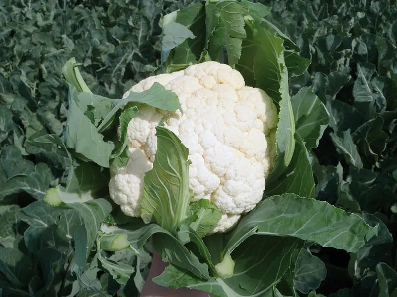 Prodaja Freedom F1 - Cena semena Ostalo | SM AgroShop