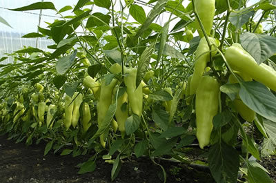 Profesionalno seme Seme paprike Prometheus F1 - Katalog semena povrća SM AgroShop