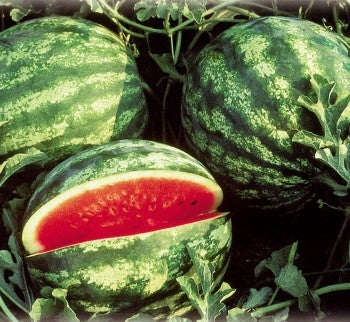 Seme Crisby F1 - Ostalo | SM AgroShop