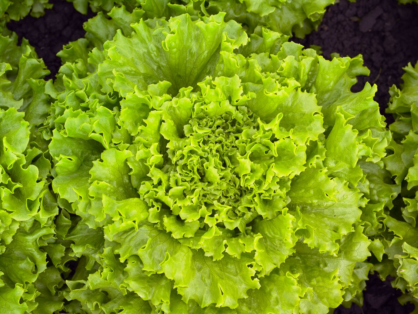 Profesionalno seme Seme salate Vignole ( proleće, jesen) - Katalog semena povrća SM AgroShop