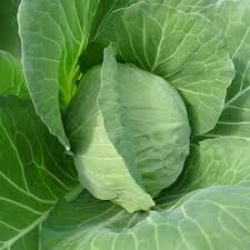 Profesionalno seme Seme kupusa Delight ball F1 - Katalog semena povrća SM AgroShop