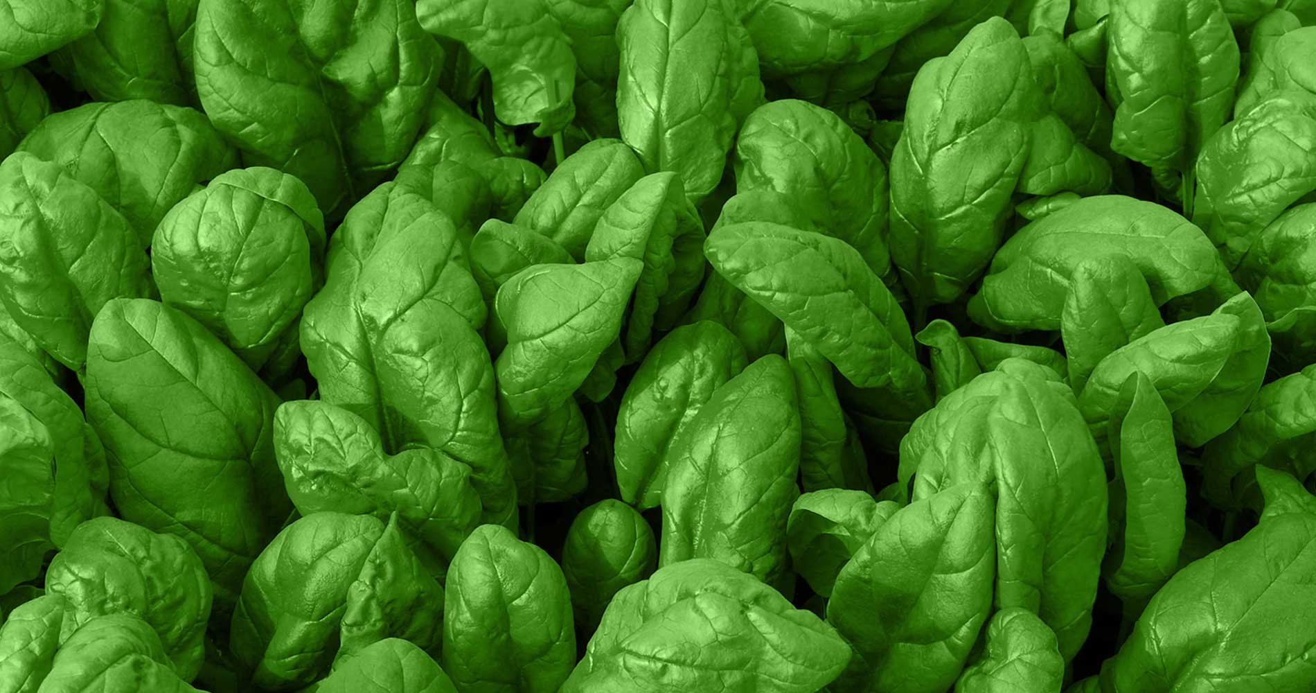 Seme Nighthawk F1 100.000s (jesen, zima, rano proleće) - Ostalo | SM AgroShop