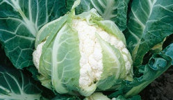 Seme Caddillac F1 - Ostalo | SM AgroShop