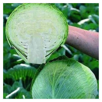 Profesionalno seme Seme kupusa Adema F1 - Katalog semena povrća SM AgroShop