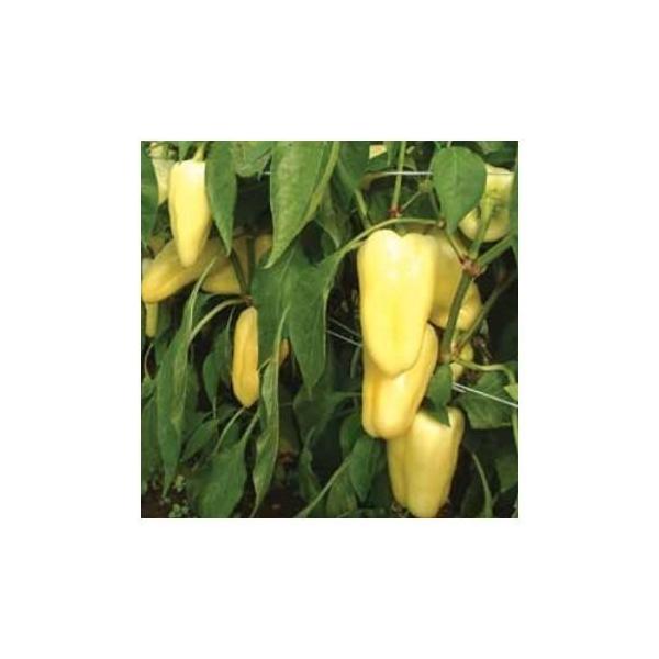 Seme Dimetio F1 - Ostalo | SM AgroShop