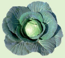 Profesionalno seme Seme kupusa Elisa F1 - Katalog semena povrća SM AgroShop