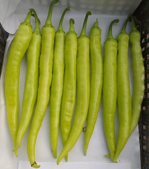 Profesionalno seme Seme paprike Bingo F1 - Katalog semena povrća SM AgroShop