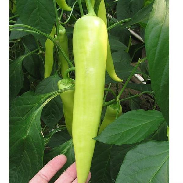 Prodaja Fortesse F1 - Cena semena Ostalo | SM AgroShop