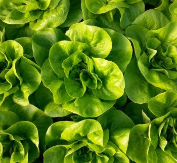 Profesionalno seme Seme salate Neil (zima) - Katalog semena povrća SM AgroShop