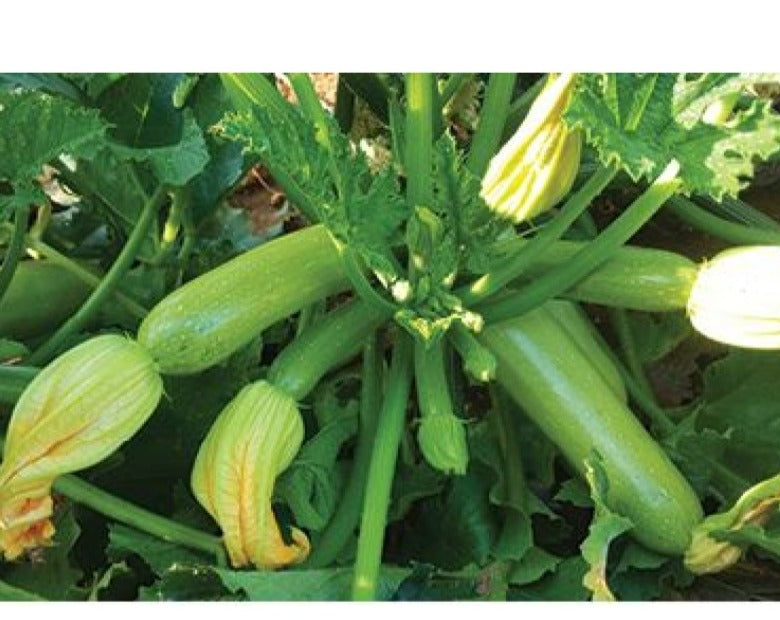 Seme Cordelia F1 - Ostalo | SM AgroShop