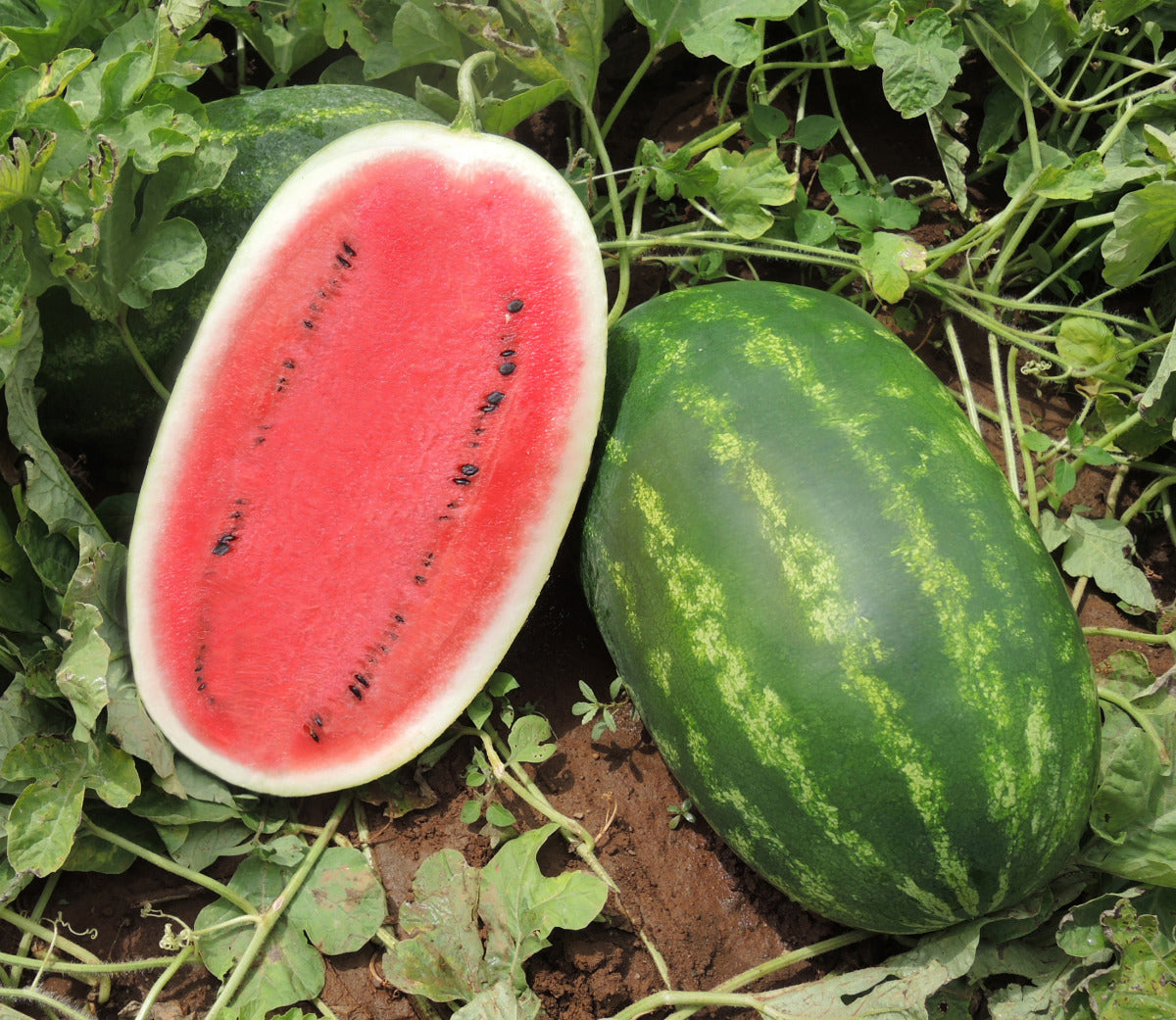 Seme Virgo F1 - Ostalo | SM AgroShop