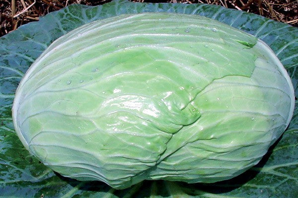 Profesionalno seme Seme kupusa Autumn Queen F1 - Katalog semena povrća SM AgroShop