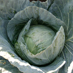 Seme Klabishi F1 - Ostalo | SM AgroShop