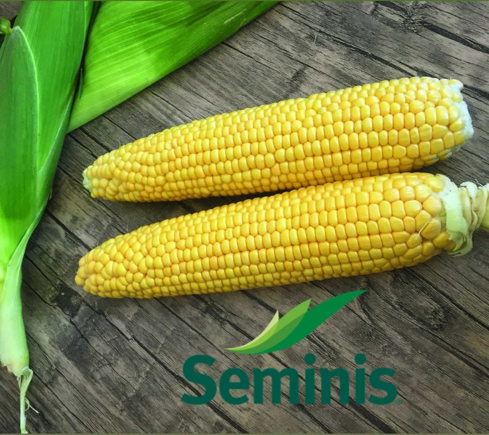 Seme Messenger F1 - Ostalo | SM AgroShop