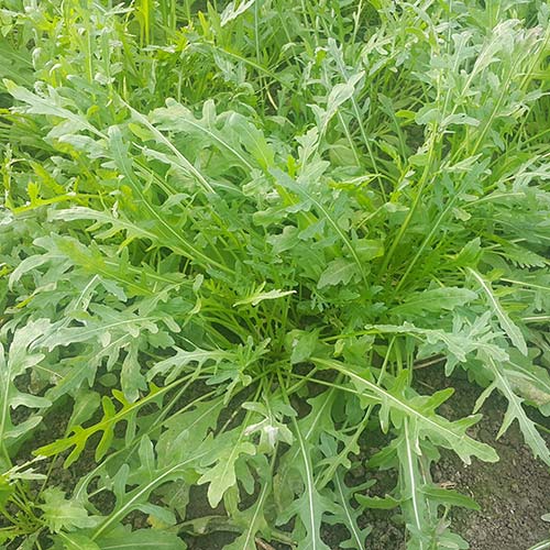 Seme Marte - Ostalo | SM AgroShop