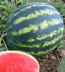 Seme Bonta F1 - Ostalo | SM AgroShop