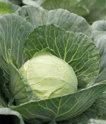 Profesionalno seme Seme kupusa Kilagreg F1 - Katalog semena povrća SM AgroShop