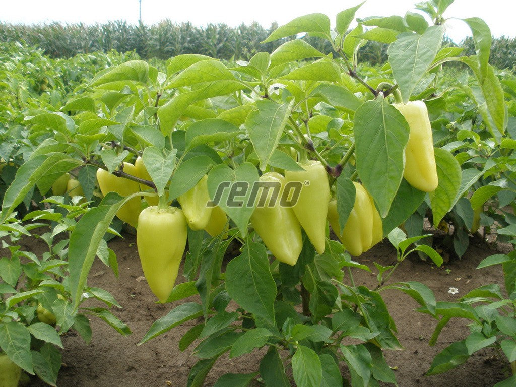 Profesionalno seme Seme paprike Amy - Katalog semena povrća SM AgroShop