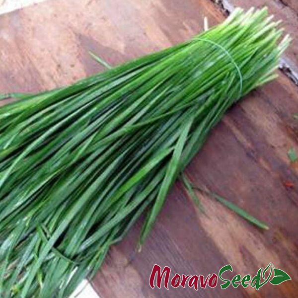 Profesionalno seme Seme luka Luk za vezice Entita - Katalog semena povrća SM AgroShop